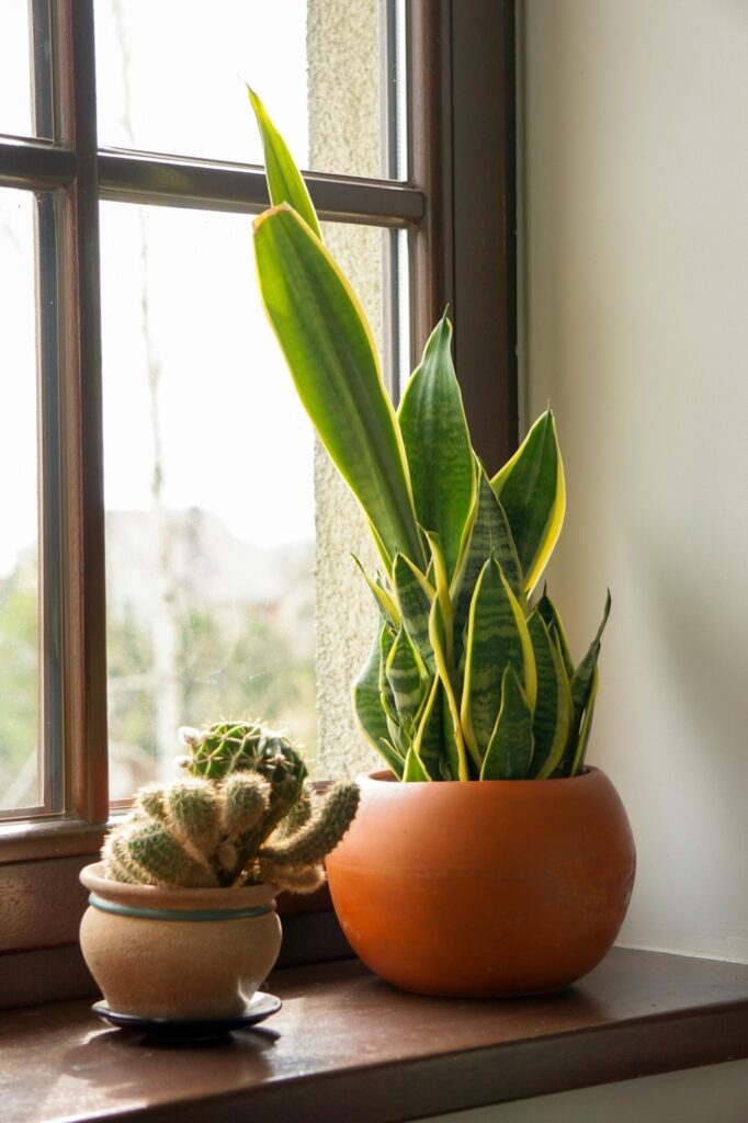 Snake Plant