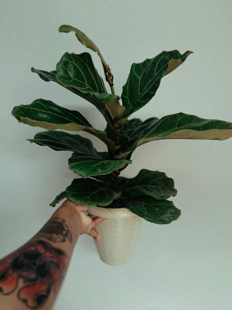 Fiddle leaf fig indoor plant for home interior