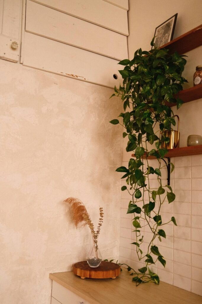 Pothos the indoor plant for home interior